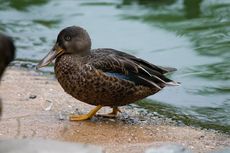 Löffelente (6 von 8).jpg